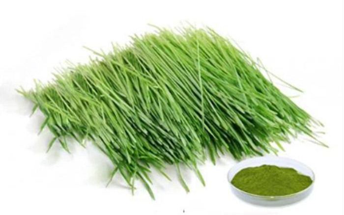 Organic Barley Grass Powder